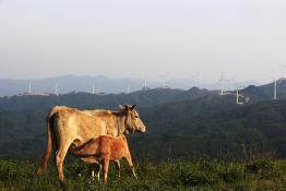 舐犢情深-華潤電力隨州鳳鳴風電場